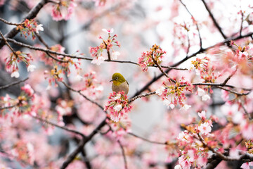 Bird is perched on branch of pink color sakura (Cherry) during blossom period