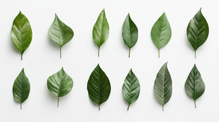 Collection of isolated green leaves showcasing various shapes and textures