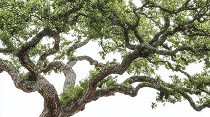 Obraz premium majestic ancient oak tree with sprawling branches and dense canopy, isolated on white background, showcasing intricate bark texture and lush green foliage