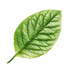 Obraz premium Fresh green leaf with detailed texture and vibrant color