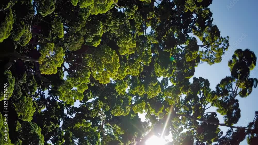Aufkleber sunlight filtering through lush green tree canopy in a peaceful forest during a clear afternoon