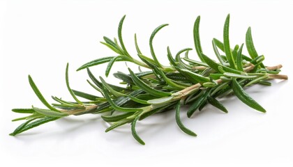 fresh rosemary isolated on white