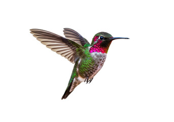 Obraz premium A vibrant hummingbird in flight with its wings spread, displaying iridescent green, red, and white feathers, isolated on a white background