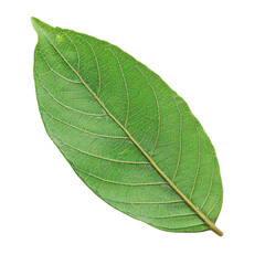 Obraz premium Fresh green leaf with intricate veins and smooth texture, ideal for nature themes