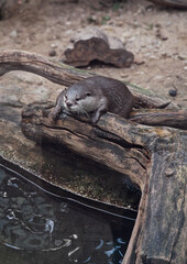 An otter sitting on a log near the water