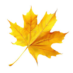 Fototapeta premium vibrant yellow maple leaf isolated on transparency background, showcasing its intricate veins and natural beauty. Perfect for autumn themed designs or nature related projects
