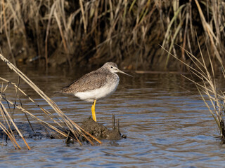 A Greater Yellowlegs resting amongst water and reeds
