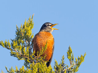 A close up of a bright American Robin perched up on the very top of a cedar tree and calling, with a bright blue sky in the background