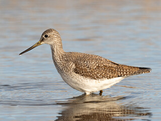 A Greater Yellowlegs wading in belly deep water