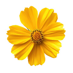 Obraz premium vibrant yellow flower with broad petals and central cluster of stamens, symbolizing joy and warmth. Perfect for nature themed designs