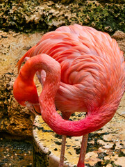 A beautiful pink flamingo standing in a pool of water at the Dallas World Aquarium in Dallas Texas USA