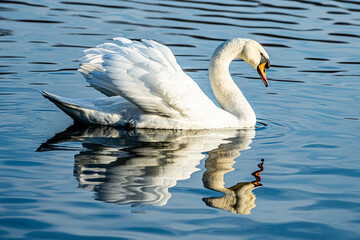 swan on the lake