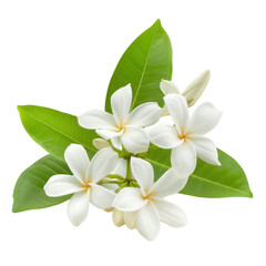Obraz premium beautiful arrangement of white flowers with green leaves, symbolizing purity and tranquility. Perfect for nature themed designs