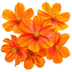 Obraz premium Bright orange flowers with vibrant petals arranged beautifully, showcasing their intricate details and lively colors, perfect for adding cheerful touch to any design