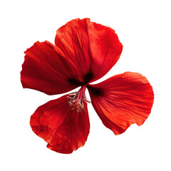 Obraz premium vibrant red hibiscus flower with large, delicate petals, showcasing its intricate details and natural beauty. This stunning bloom adds touch of tropical elegance to any setting