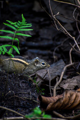 Beautiful Indian palm squirrel looking at the camera