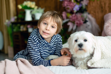 Little toddler child, boy, lying in bed with pet dog, little maltese dog, reading a book, nice light