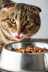 Hungry Scottish Fold Cat Eating Food