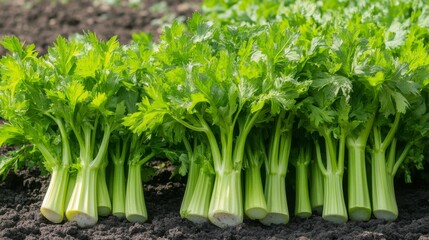 Obraz premium beautiful celery plant