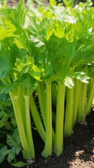 Obraz premium beautiful celery plant