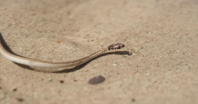Western BlackNeck Garter Snake Swimming