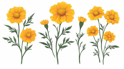 Fototapeta premium Yellow flowers, various stages, white background, design element