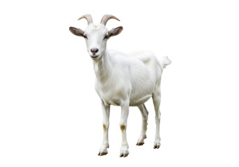Fototapeta premium A white goat with short horns and floppy ears, standing and facing forward, isolated on a white background, front view