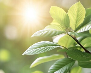 Obraz premium Fresh Green Leaves Illuminated by Sunlight A Close-Up Image Highlighting the Natural Beauty and Texture of Foliage, Perfect for Nature, Spring, Summer, or Environmental Themes, Captured in a Bright