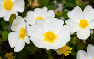 peaceful flowers and natural environment in nature