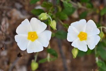 peaceful flowers and natural environment in nature