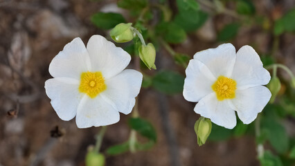 peaceful flowers and natural environment in nature