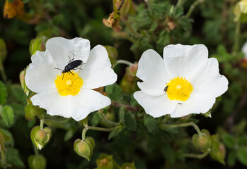 peaceful flowers and natural environment in nature