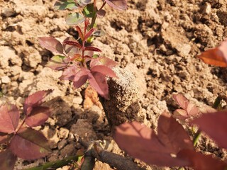 Termites eating rose dry branch. Branch that has become infested with thousands of termites, their larvae, which have filled the wood with tiny holes. Termite nest on the dry wood. 
