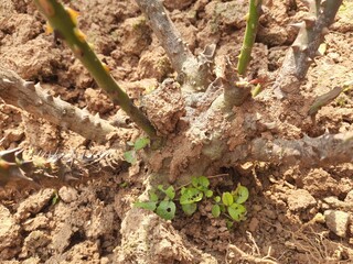 Termites eating rose dry branch. Branch that has become infested with thousands of termites, their larvae, which have filled the wood with tiny holes. Termite nest on the dry wood. 
