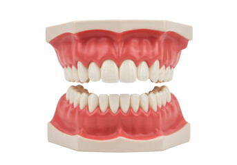 Obraz premium Artificial dental model showing upper and lower teeth in pink gums isolated on white background