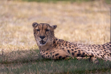 The cheetahs pause under the cool shadows of a nearby tree, their sleek coats gleaming in the soft light
