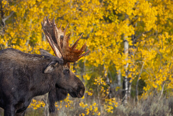 Bull Moose During the Rut in Autumn in Grand Teton National Park Wyoming