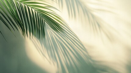 Shadow of a palm tree cast on a concrete wall on a bright day, creating a calming and serene atmosphere.