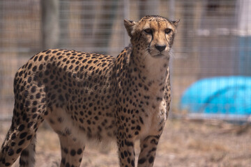 Golden fur and piercing eyes—Africa’s stealthy hunter