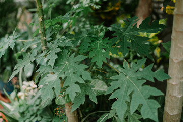 Papaya Leaf Detail so lkontol
