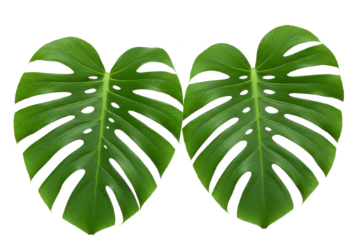 Two vibrant green monstera leaves with visible natural patterns isolated on a white background