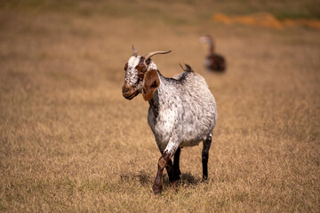 Obraz premium Flavors of the wild, straight from nature