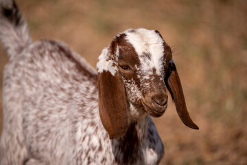 Healthy goats, happy planet