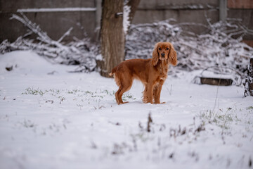 A cute red dog of the English Cocker Spaniel breed walks in snowy weather.