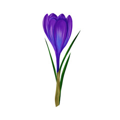 Wonderful purple Easter crocus. Watercolor digital illustration, isolated object from a large set of crocuses. For the design, decoration and composition of postcards, posters, stickers, prints