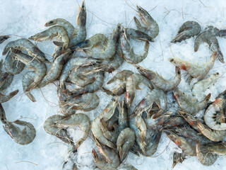 fresh shrimps at the market