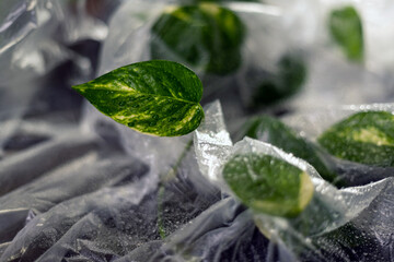 Green plant leaves with water droplets under transparent film in soft light, plant cultivation