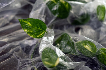 Green plant leaves with water droplets under transparent film in soft light, plant cultivation