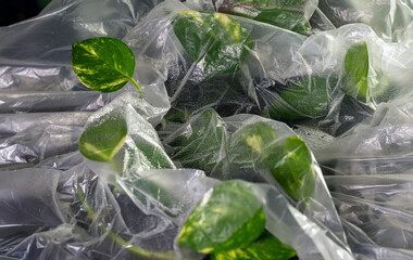 Green plant leaves with water droplets under transparent film in soft light, plant cultivation