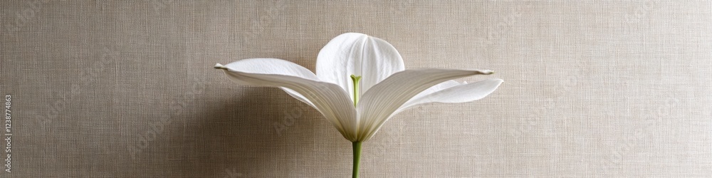 Poster a white flower sits alone in a vase on a table